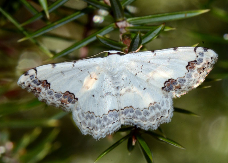 Scopula decorata